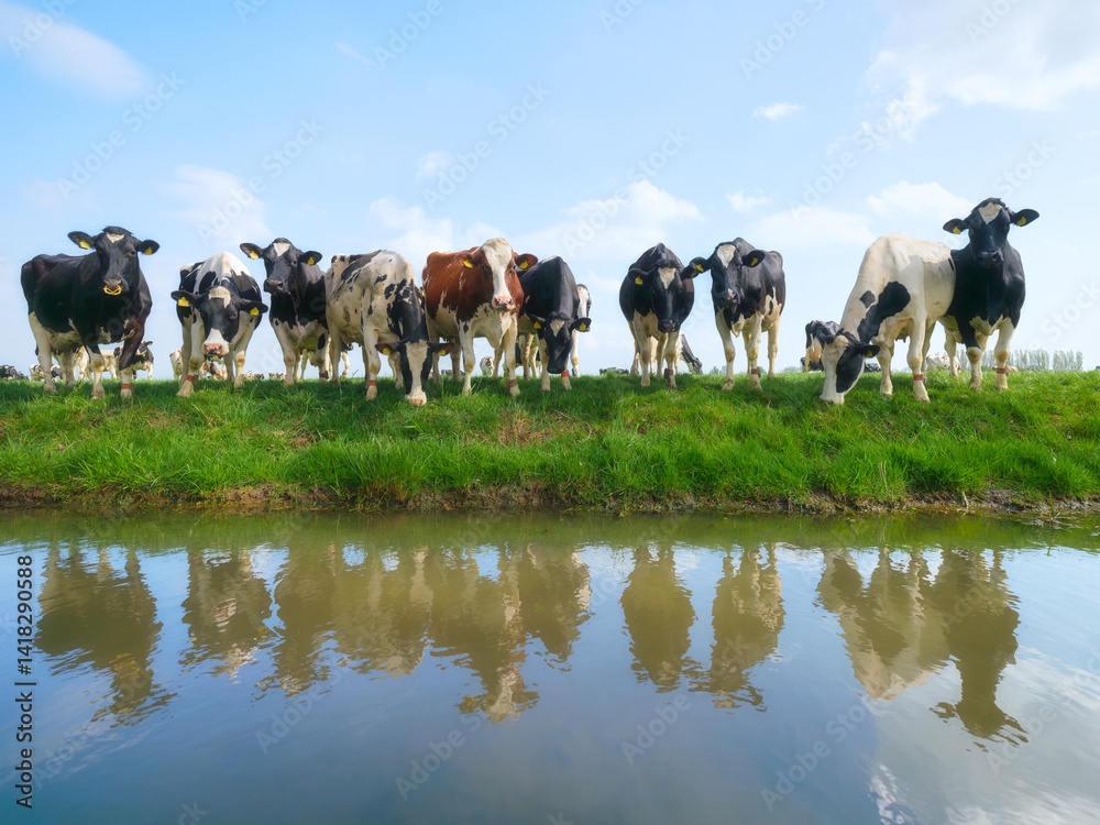 Agriculture. Farm. Domestic animals on the farm. Cows grazing in the meadow. Animals on the background of a clear sky. Food production. Photo for wallpaper, postcard, background.