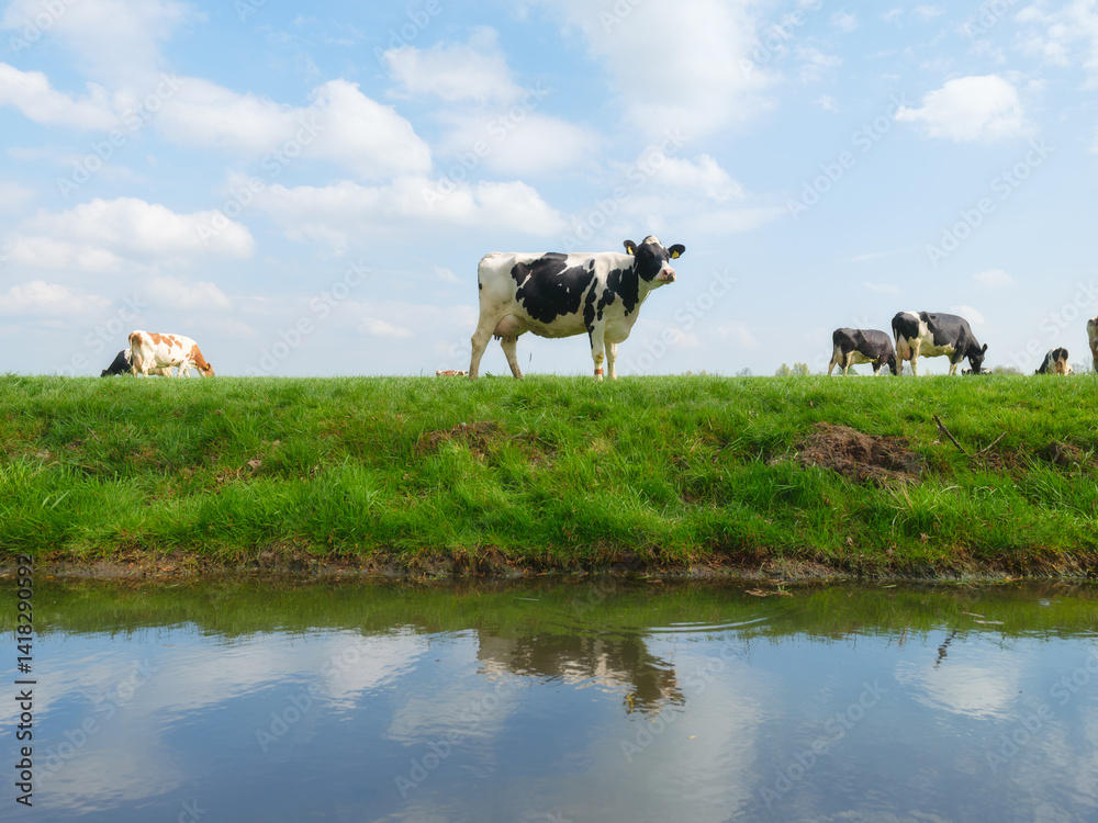 Agriculture. Farm. Domestic animals on the farm. Cow grazing in the meadow. Animals on the background of a clear sky. Food production. Photo for wallpaper, postcard, background.