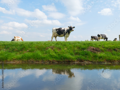 Obraz na płótnie Agriculture. Farm. Domestic animals on the farm. Cow grazing in the meadow. Animals on the background of a clear sky. Food production. Photo for wallpaper, postcard, background. w salonie