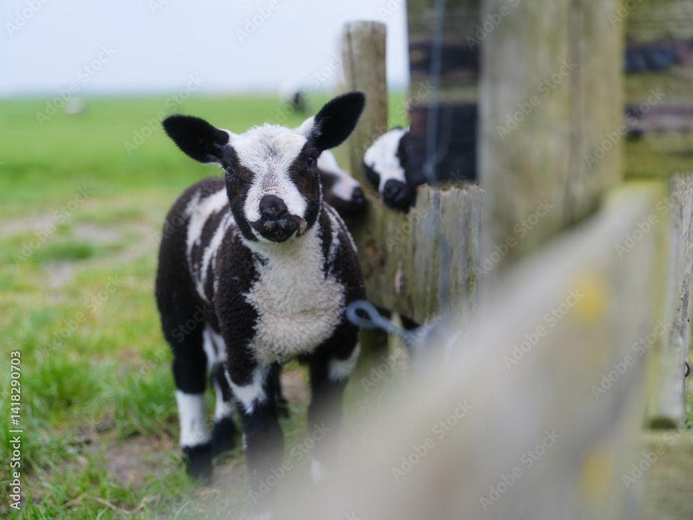 Agriculture. Farm. Domestic animals on the farm. Lambs. Food production. Photo for wallpaper, postcard, background.