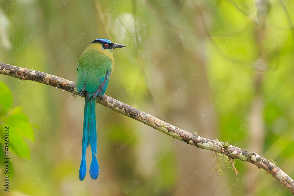 Andean motmot, Rein forest, Parque Nacional Cayambe-Coca, Ecuador Andean motmot, Rein forest, Parque Nacional Cayambe-Coca, Ecuador