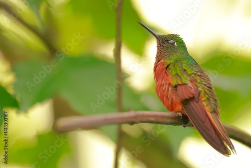 Chestnut-breasted coronet, Boissonneaua matthewsii, Ecuador photo