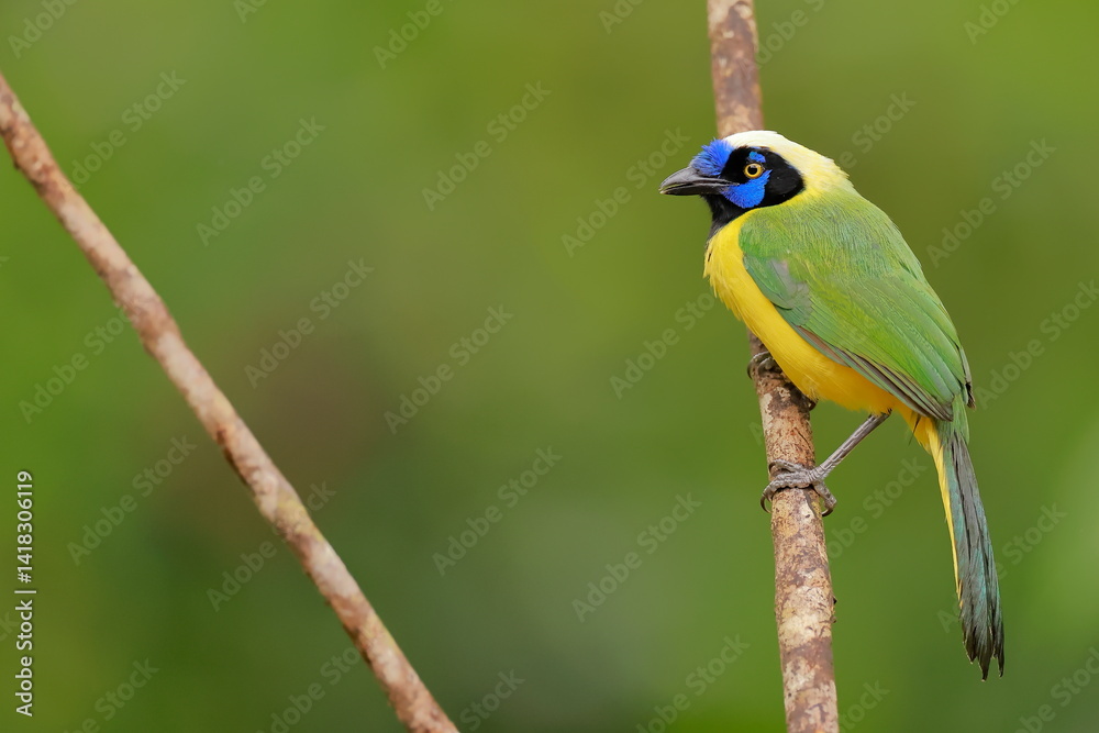 Obraz premium nca green jay, Cyanocorax yncas, Ecuador