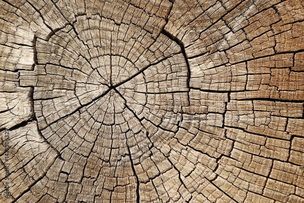 Fototapeta premium A CloseUp of Tree Rings Demonstrating Intricate Natural Textures and Patterns Found in Nature