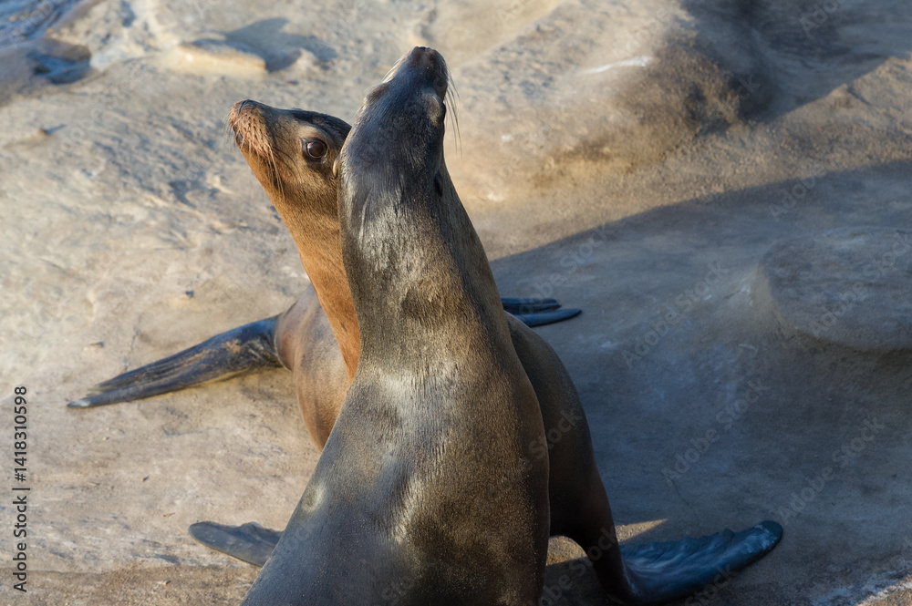Fototapeta premium Sea Lions playing on the beach of La Jolla