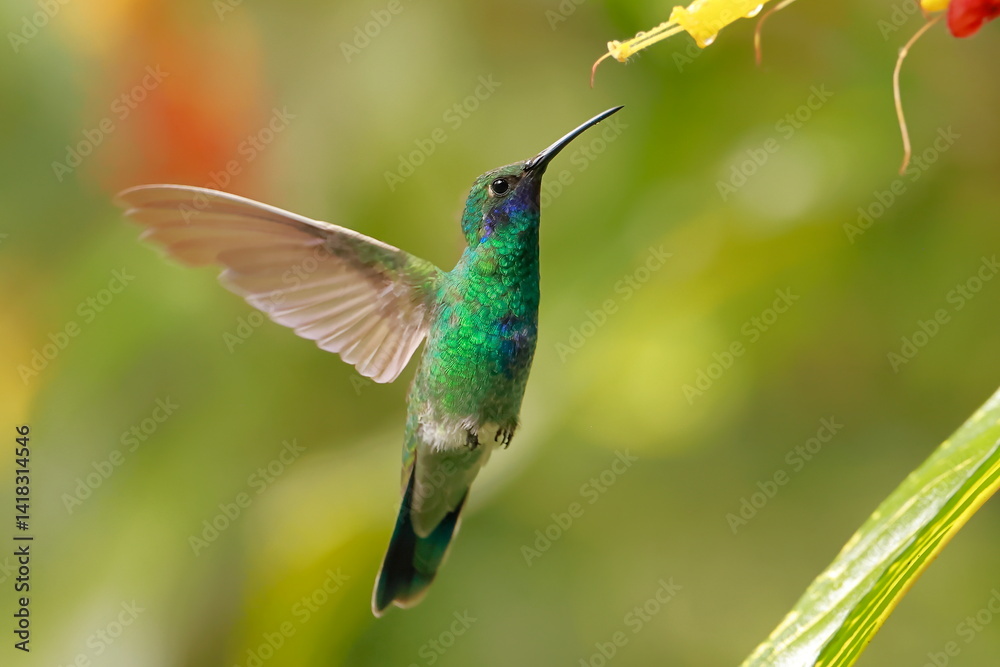 Fototapeta premium Sparkling violetear (Colibri coruscans) Ecuador