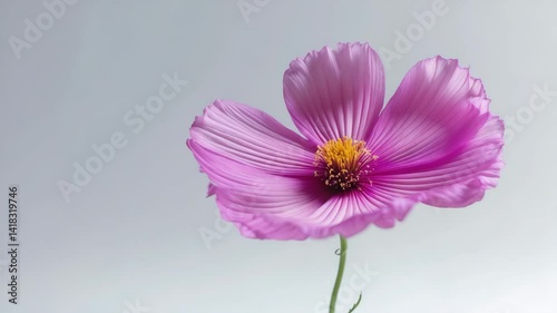 Studio videograph of Flower Isolated on White Background with Extensive Depth of Field (DOF) Macro Close-up photo