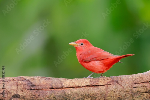 Summer tanager, Piranga rubra, Ecuador