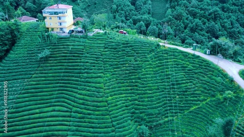 Tea plantations of Rize province from a bird's-eye view. A tea plant grown on the shores of the Black Sea. Karadeniz region in Turkey. A farm for the production of fresh green tea. The drone photo