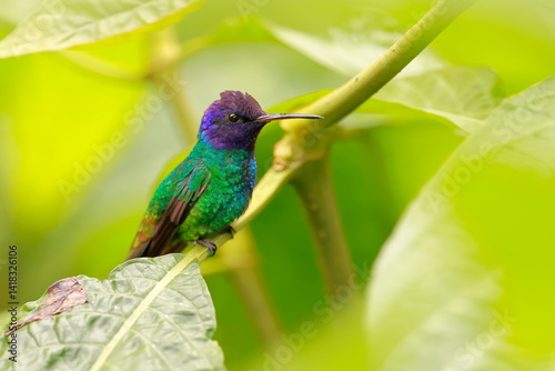 Velvet-purple coronet, Boissonneaua jardini, Ecuador