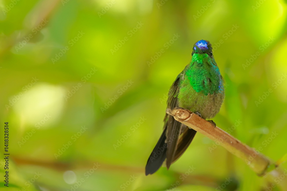 Violet fronted brilliant, Heliodoxa leadbeateri, Ecuador