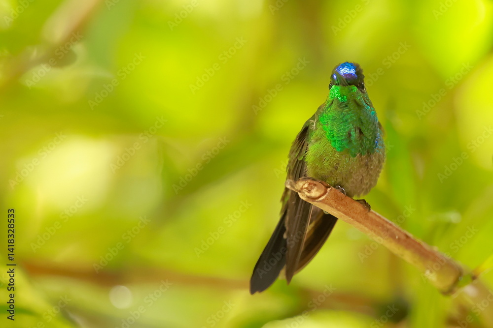 Violet fronted brilliant, Heliodoxa leadbeateri, Ecuador