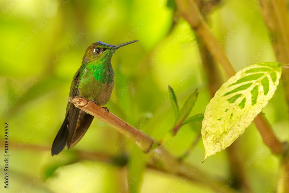 Violet fronted brilliant, Heliodoxa leadbeateri, Ecuador