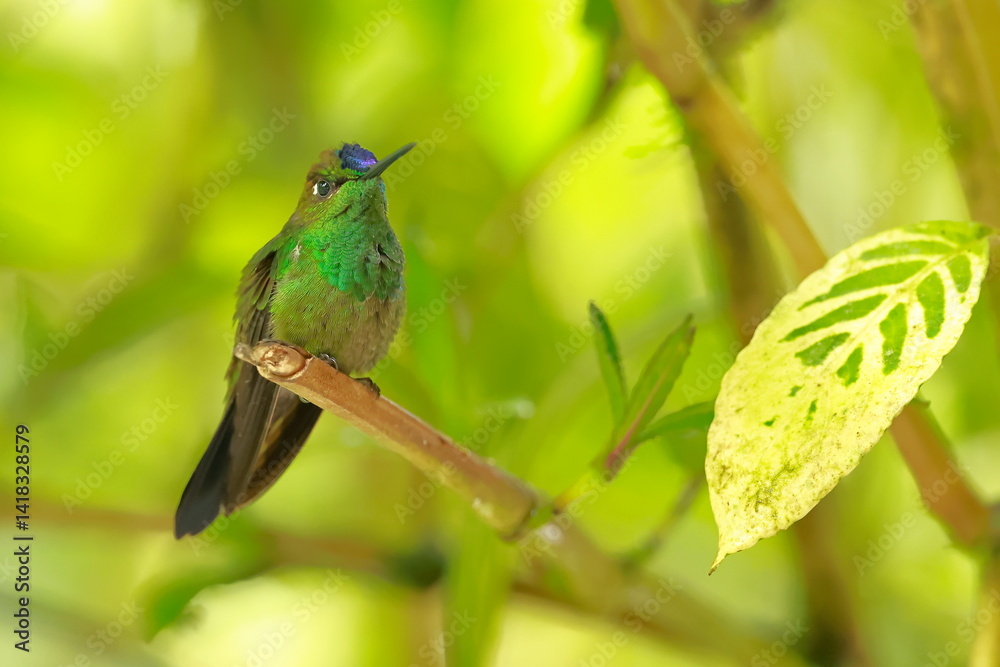 Violet fronted brilliant, Heliodoxa leadbeateri, Ecuador