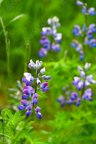 Alaskan fireweed wildflower close-up