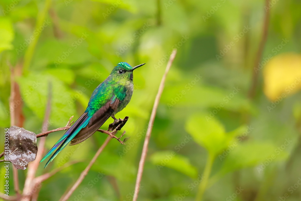 Violet-tailed sylph, Aglaiocercus coelestis, Ecuador