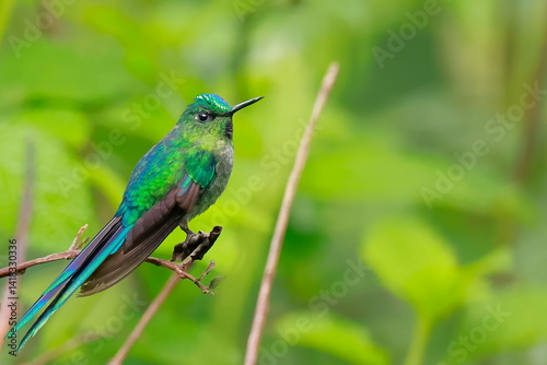 Violet-tailed sylph, Aglaiocercus coelestis, Ecuador
