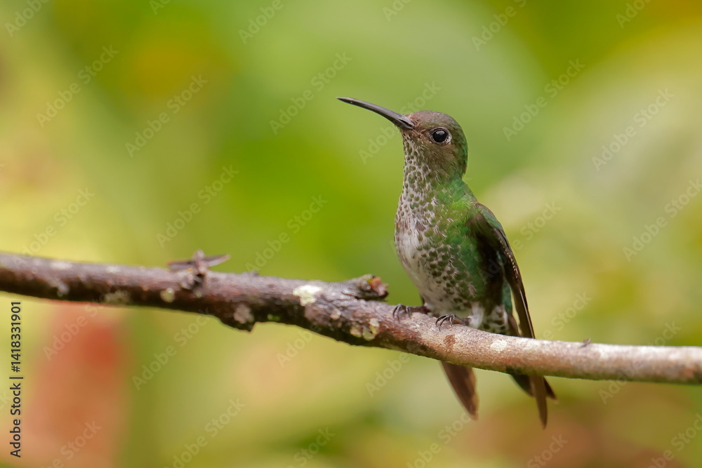 White necked jacobin, Florisuga mellivora, Ecuador