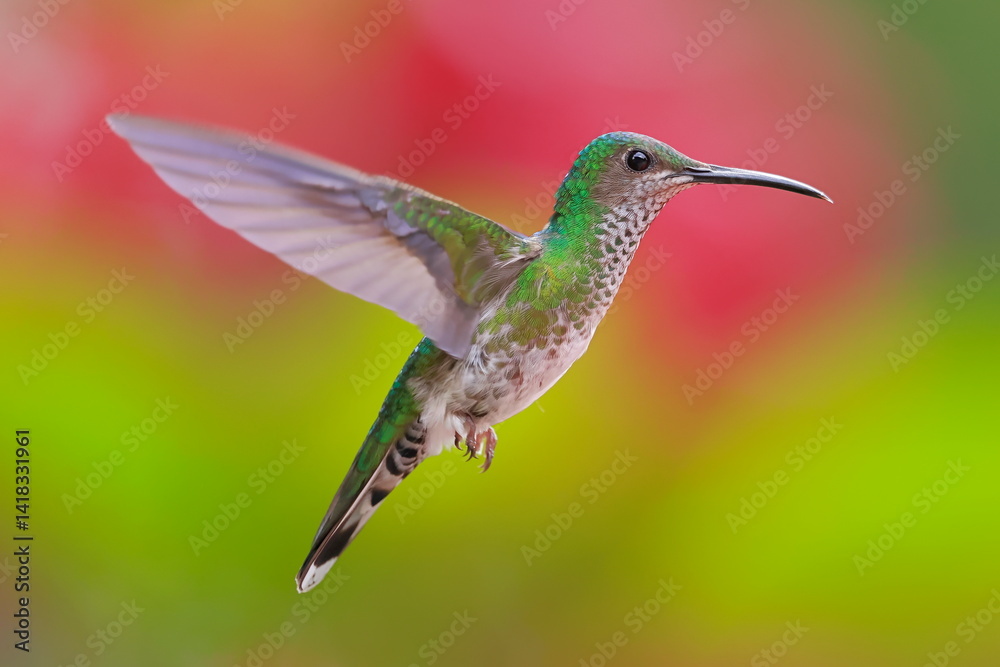 White necked jacobin, Florisuga mellivora, Ecuador