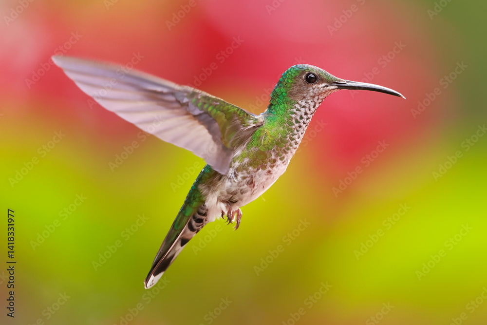 White necked jacobin, Florisuga mellivora, Ecuador