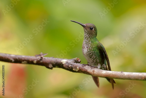 Obraz na płótnie White necked jacobin, Florisuga mellivora, Ecuador w salonie