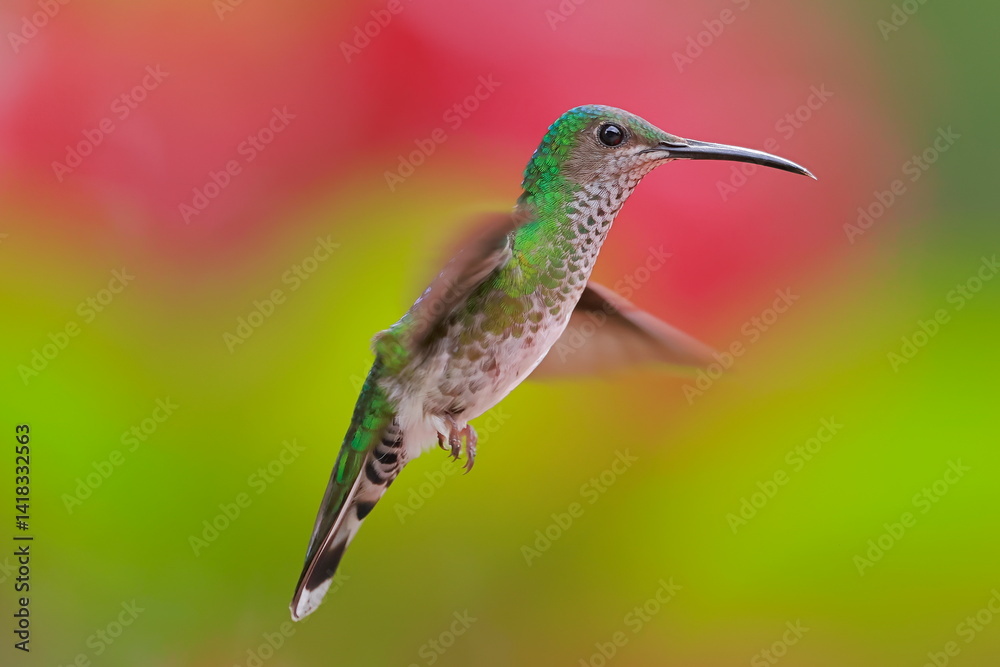 White necked jacobin, Florisuga mellivora, Ecuador