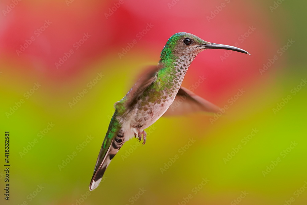 White necked jacobin, Florisuga mellivora, Ecuador