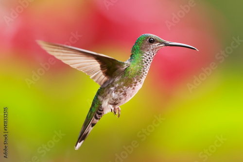 White necked jacobin, Florisuga mellivora, Ecuador