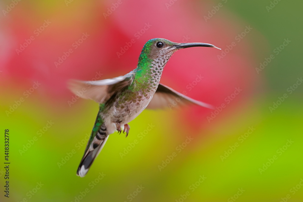 White necked jacobin, Florisuga mellivora, Ecuador
