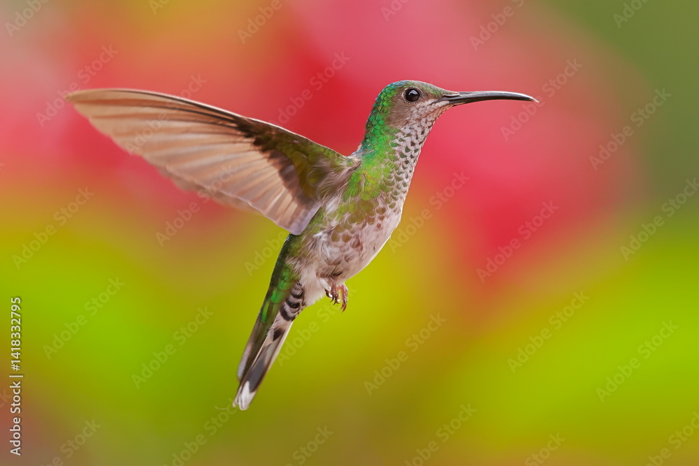 White necked jacobin, Florisuga mellivora, Ecuador