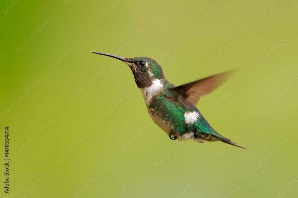 White--bellied woodstar, Chaetocercus mulsant, Ecuador
