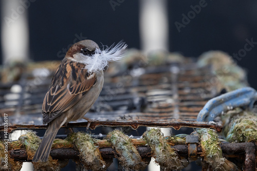 Male Sparrow gathering feathers for nest, perched on a Lobster Pot, Pittenweem, East Neuk of Fife, Scotland