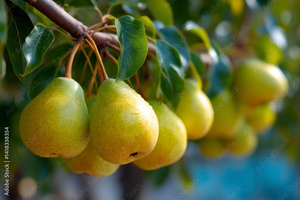 Ripe Pears Hanging on Tree Branch Ready for Harvest Season Ripe Pears Hanging on Tree Branch Ready for Harvest Season
