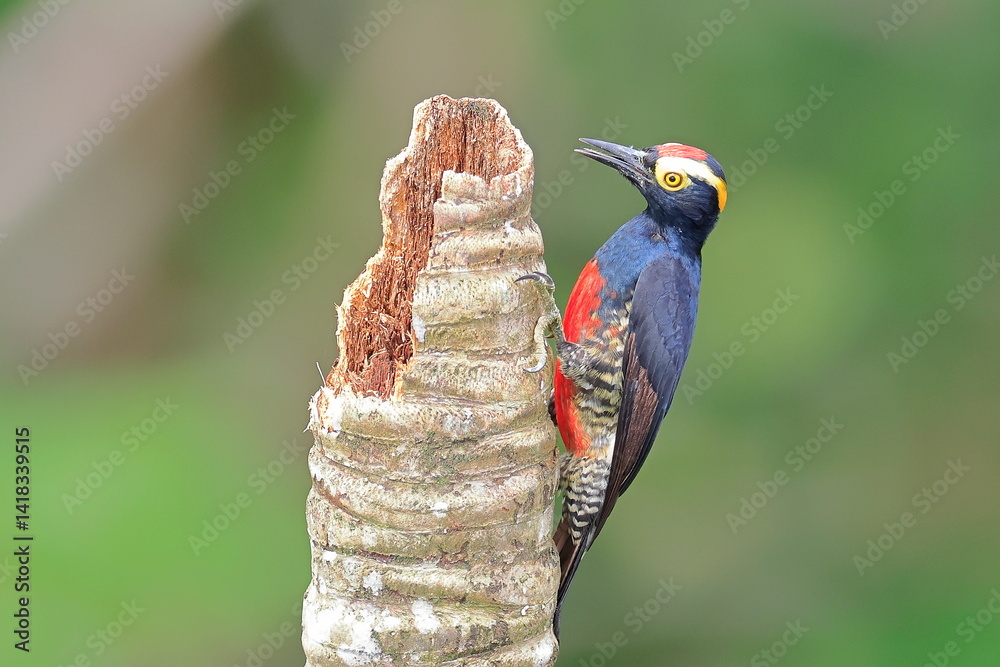 Yellow-tufted woodpecker, Melanerpes cruentatus, Ecuador