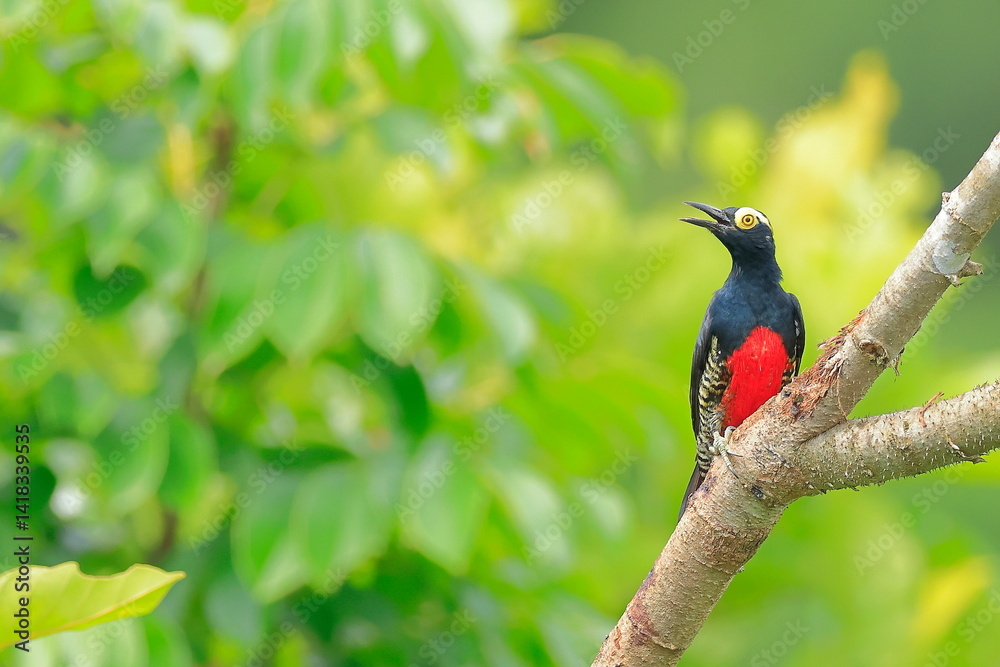 Yellow-tufted woodpecker, Melanerpes cruentatus, Ecuador