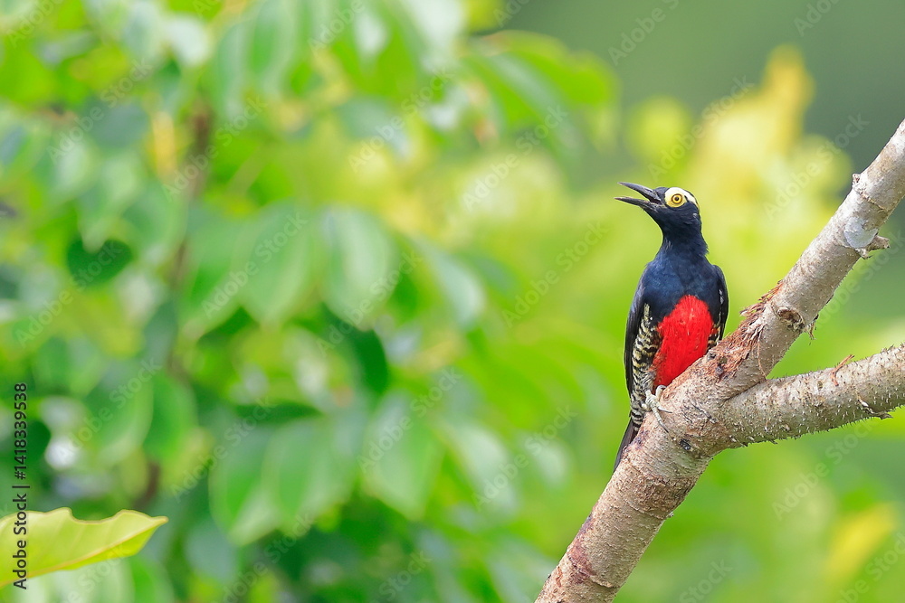 Yellow-tufted woodpecker, Melanerpes cruentatus, Ecuador