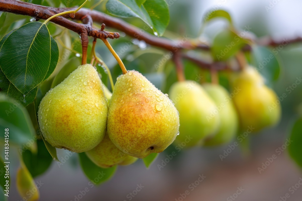 Pears Hanging on Branch with Water Droplets Fresh Fruit Harvest Pears Hanging on Branch with Water Droplets Fresh Fruit Harvest