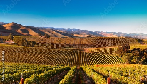 Vineyards in California USA