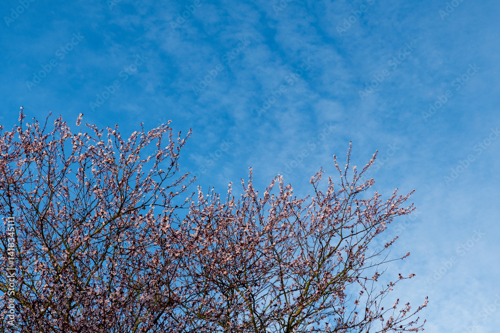 tree branches with pink flowers against sky on sunny spring day. tree branches with pink flowers against sky on sunny spring day.