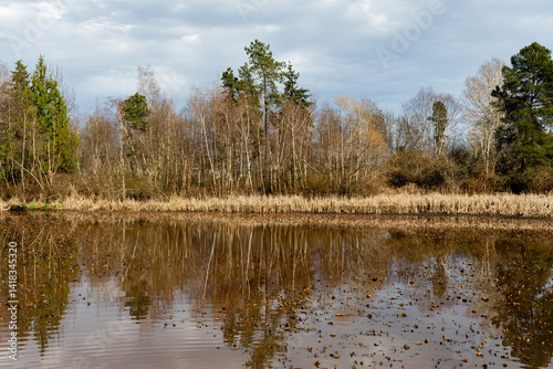 views of wildlife and a magical lake on a sunny day. Ecology of pure nature city park