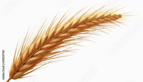 Close-up of a single wheat ear with golden grains on a white background