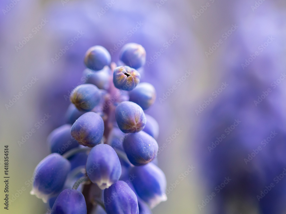 kwiaty na wiosnę fioletowe szafirki macro bokeh
