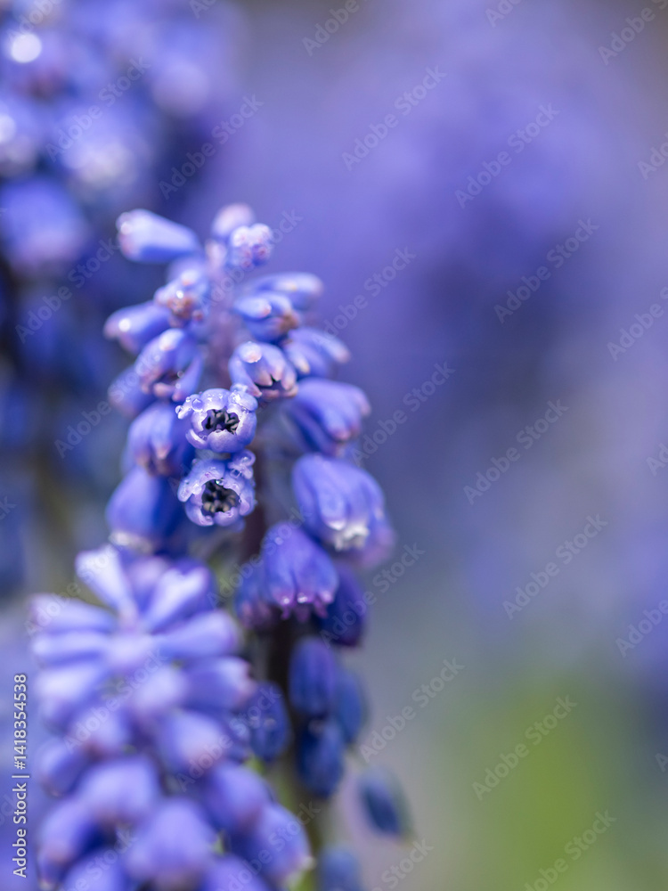 kwiaty na wiosnę fioletowe szafirki macro bokeh