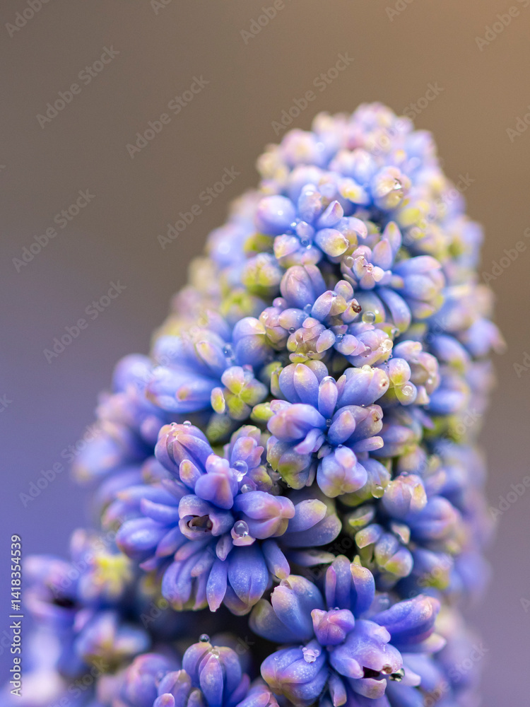 kwiaty na wiosnę fioletowe szafirki macro bokeh