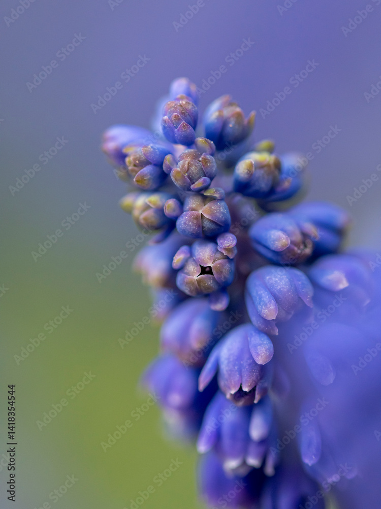 kwiaty na wiosnę fioletowe szafirki macro bokeh