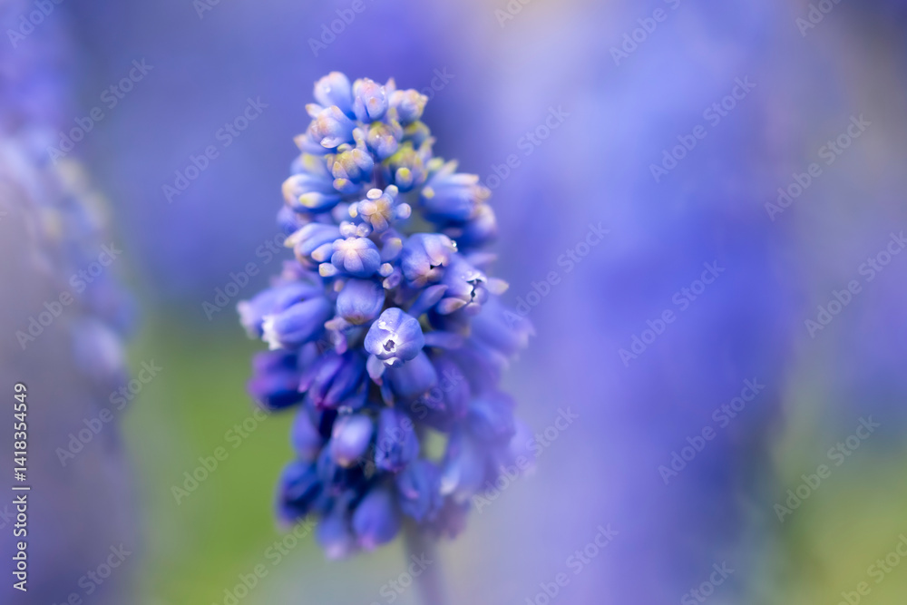 kwiaty na wiosnę fioletowe szafirki macro bokeh