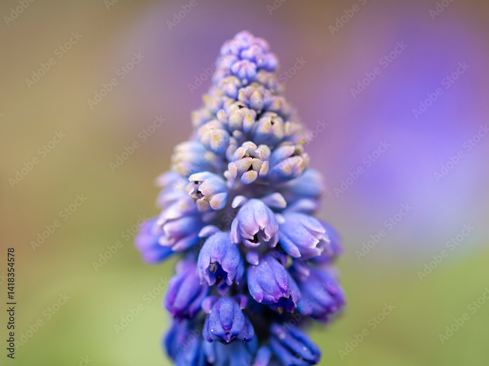 kwiaty na wiosnę fioletowe szafirki macro bokeh