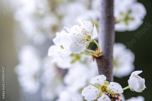 kwiaty na wiosnę fioletowe szafirki macro bokeh