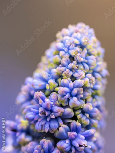 Obraz na płótnie kwiaty na wiosnę fioletowe szafirki macro bokeh w salonie