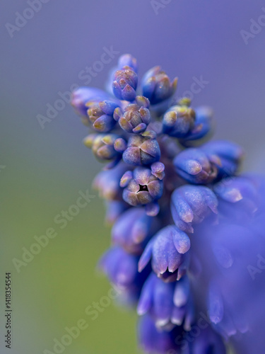 Obraz na płótnie kwiaty na wiosnę fioletowe szafirki macro bokeh w salonie